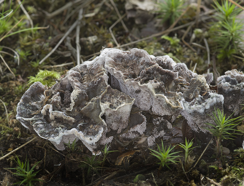 Phellodon confluens